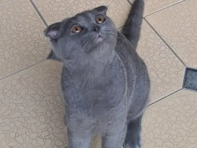 Кошка, Бободжон Гафуров