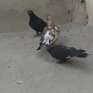 Голубь, Фархор