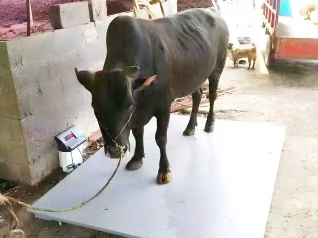 Тарозу 3 тонна, Душанбе