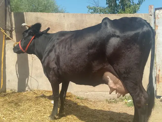 Гови гусоладор, Ваҳдат