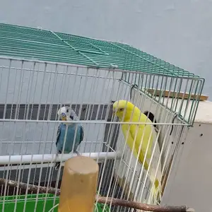Волнистый попугай, Душанбе