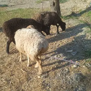 Гуспанд, Худжанд