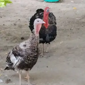 Индюк, Душанбе