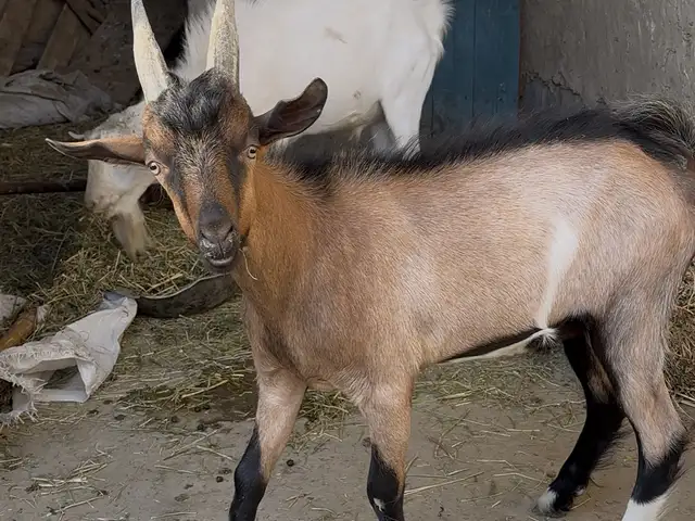 Такка, Худжанд