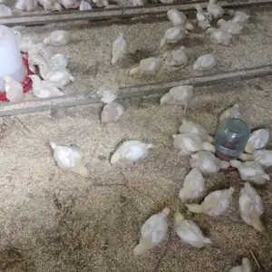 Чучаи мург, Кӯлоб