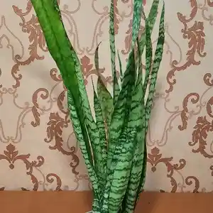 Сансевьера растения, Душанбе