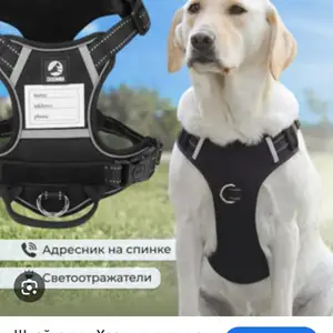 Шлейка для собак, Худжанд