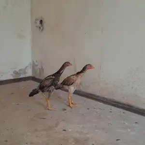 Мокиёон, Душанбе