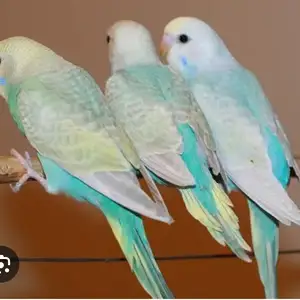 Попугай, Душанбе