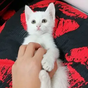Котик, Душанбе