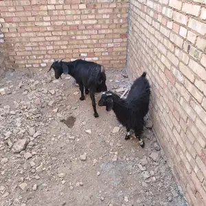 Бӯз, Ваҳдат