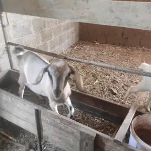 Буз, Канибадам
