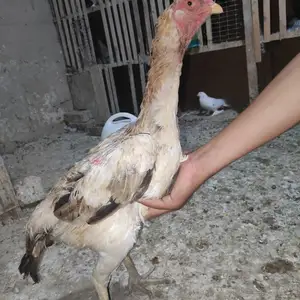 Мокиен, Вахдат