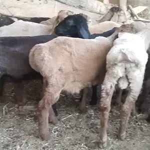 Кушкор, Матча