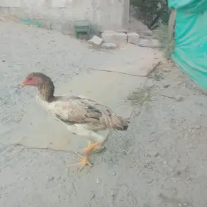 Дакан мокиён, Душанбе