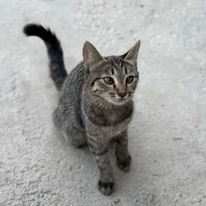 Гурбача, Худжанд