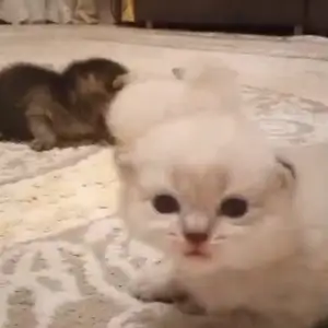 Котята, Вахдат