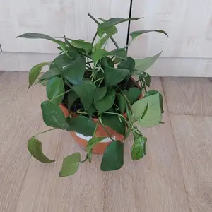 Цветок одиночка, Душанбе