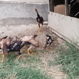 Даканг, Душанбе