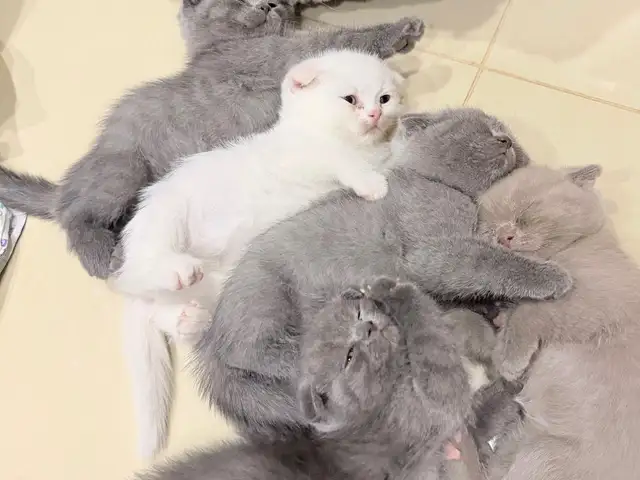 Породистые котята, Душанбе