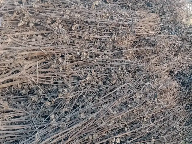 Пая хезум барои тандур, Бохтар (Курган-Тюбе)
