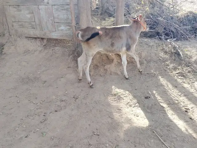 Гуночин, Ёвон