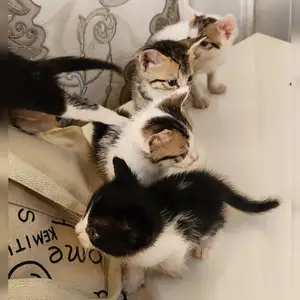 Шотландская кошка, Душанбе