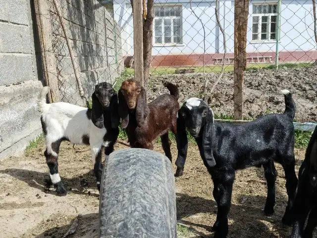 Бузголахоий покистони, Хуҷанд