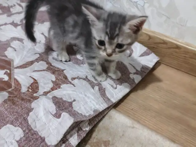 Котята, Душанбе