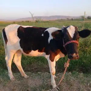 Гуночин, Худжанд