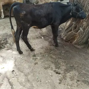 Бука, Вахдат