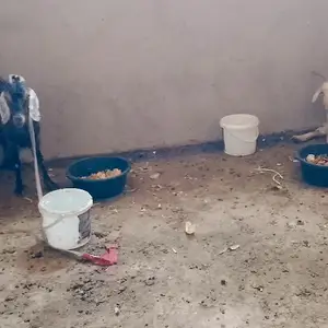 Козы, Душанбе