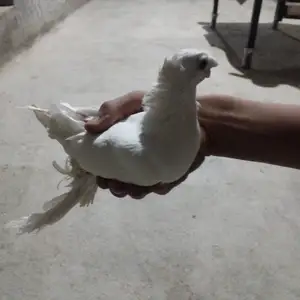 Кафтар, Худжанд