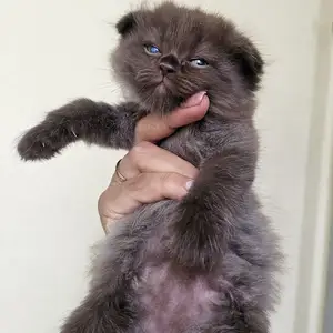 Шотландские котята, Душанбе