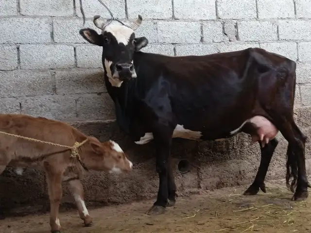 Гов бо гусола, Душанбе