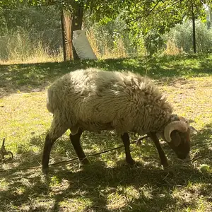 Гусфанд, Хорог