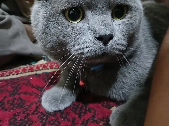 Кот шотландский, Ҳамадонӣ