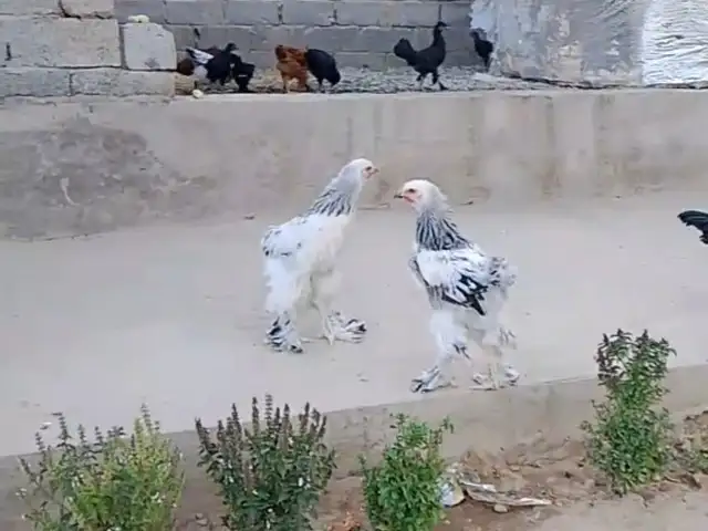 Брама, Турсунзаде