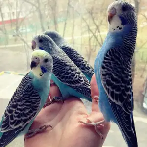 Попугай, Душанбе
