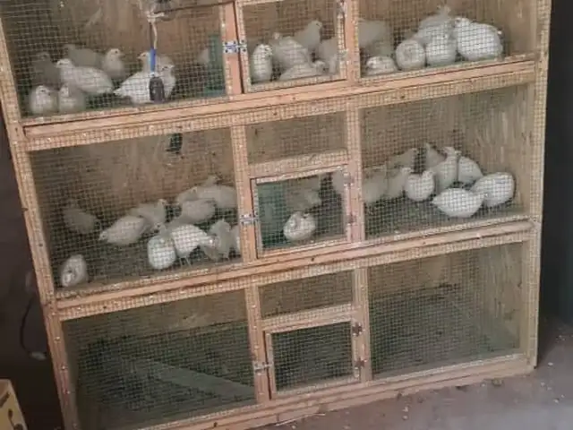 Бедона, Худжанд
