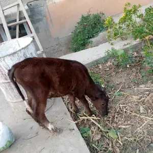 Гов, Худжанд