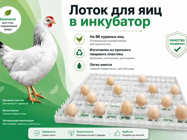 Лоток/Флейка/Ячейкаи тухми мурғ барои инкубатор, Душанбе