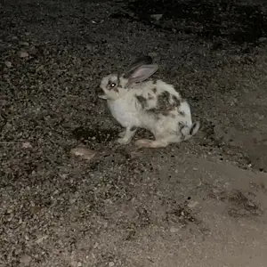 Мода бугуз, Файзабад