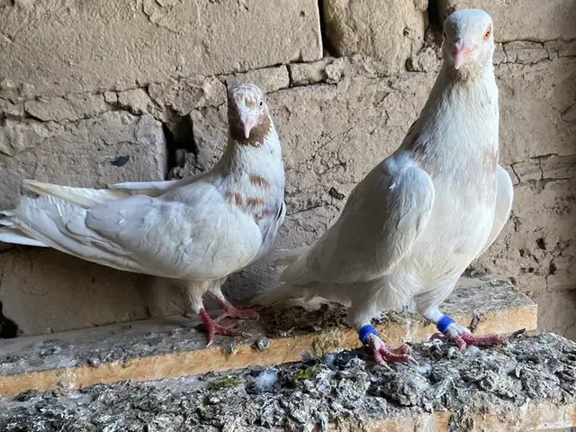 Кафтар, Қубодиён