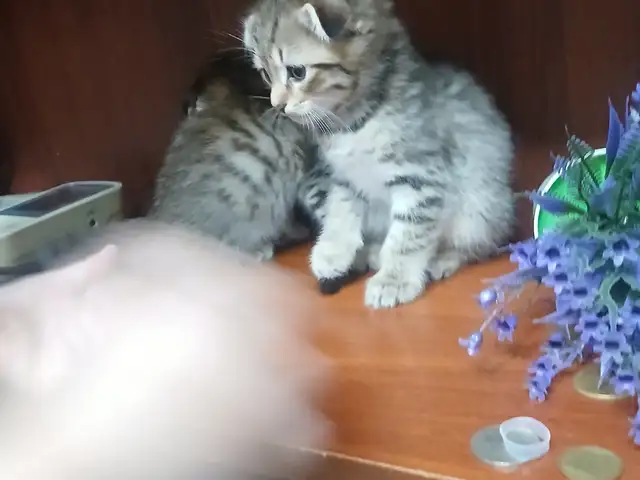 Вислоухие кошки, Хуҷанд