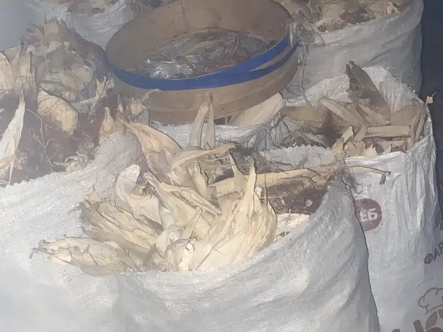 Чугоримакка пая, Хуҷанд