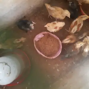 Чуча ломан ва браун ва сиёх, Худжанд