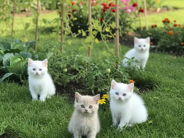 Шотландская кошка, Худжанд