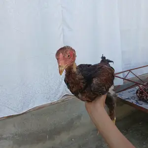 Дакан хуруз чуча, Худжанд