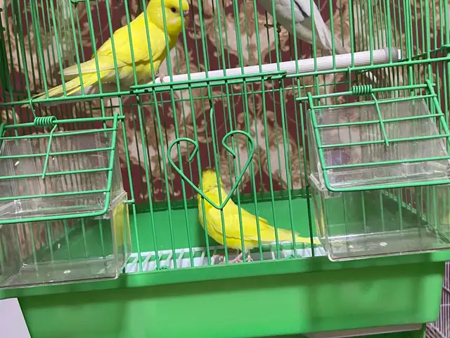 Попугай, Душанбе